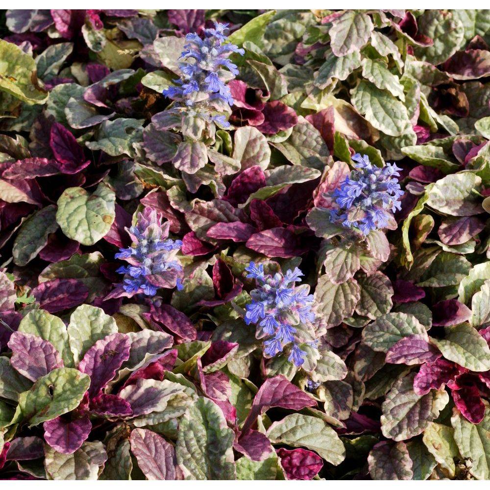 Ajuga reptans 'Burgundy Glow' - Buggle - Image 5