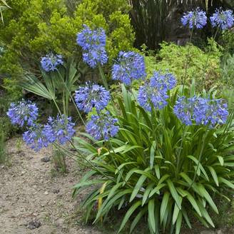 Agapanthus umbellatus 'Blue' - Agapanthe