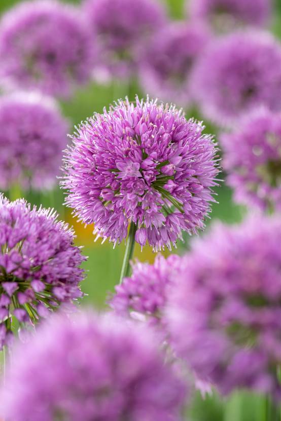 Allium 'Millennium' - Ail d'ornement
