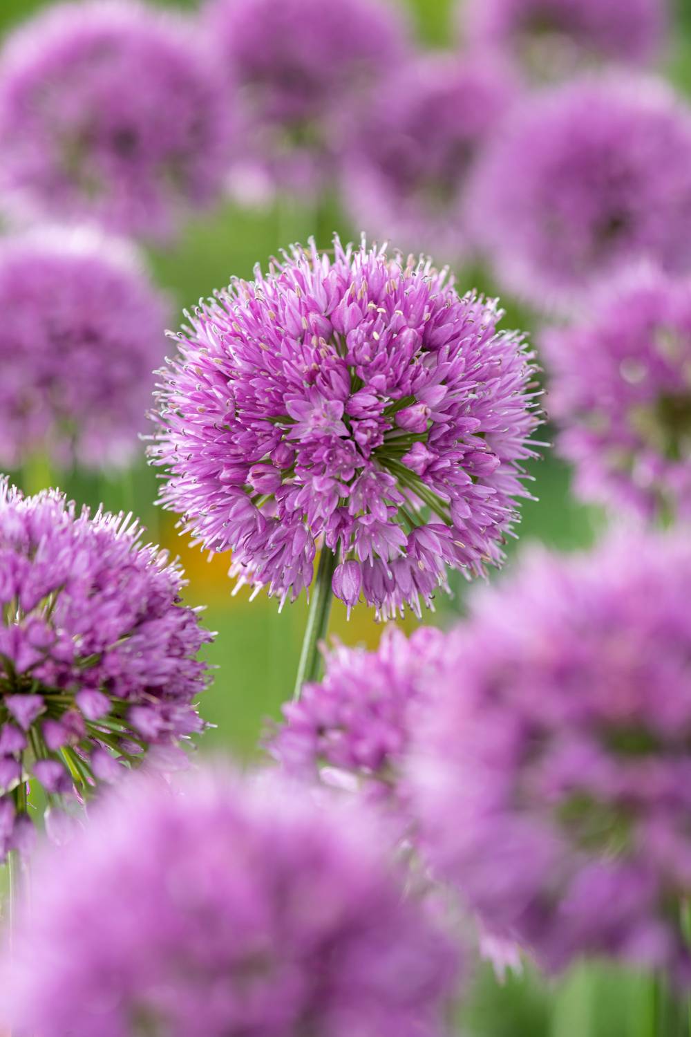 Allium 'Millennium' - Ail d'ornement