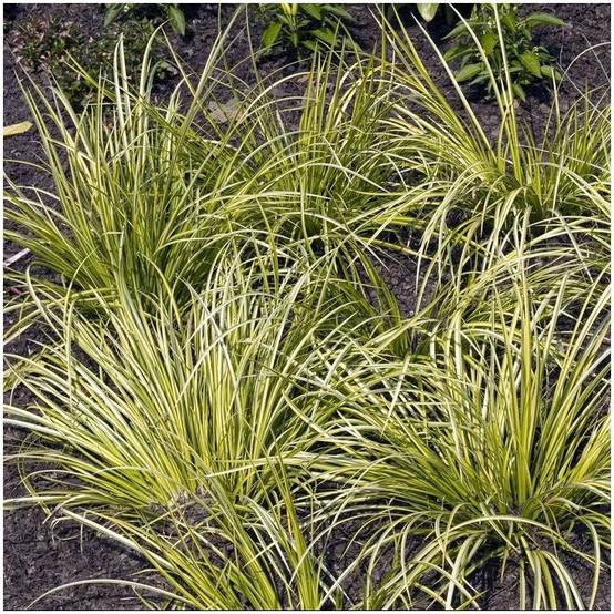 Acorus gramineus 'Ogon' - Graminée Acore - Image 9