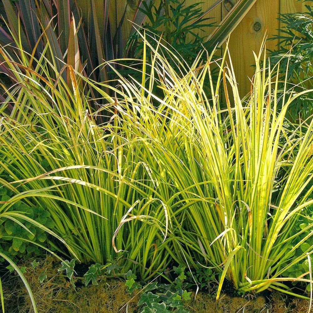 Acorus gramineus 'Ogon' - Graminée Acore - Image 4