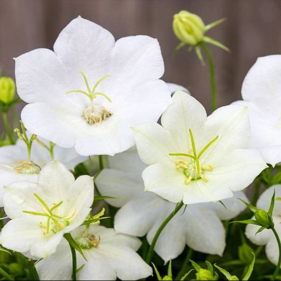 Campanula carpatica 'Alba' - Campanule