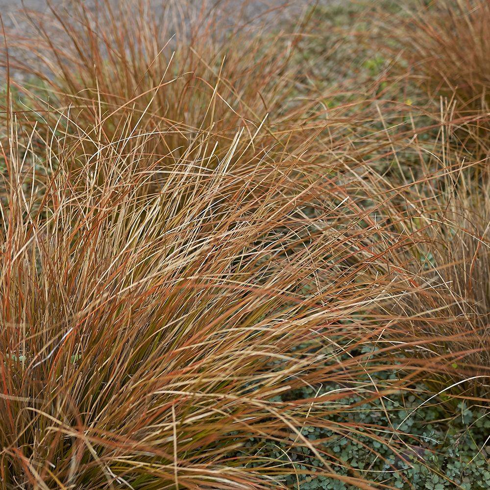 Carex buchananii - Graminée Laîche - Image 8