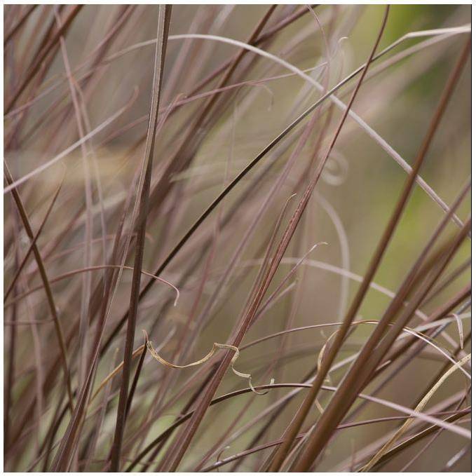 Carex buchananii - Graminée Laîche - Image 9
