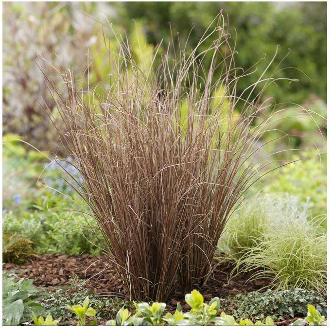 Carex buchananii - Graminée Laîche - Image 11