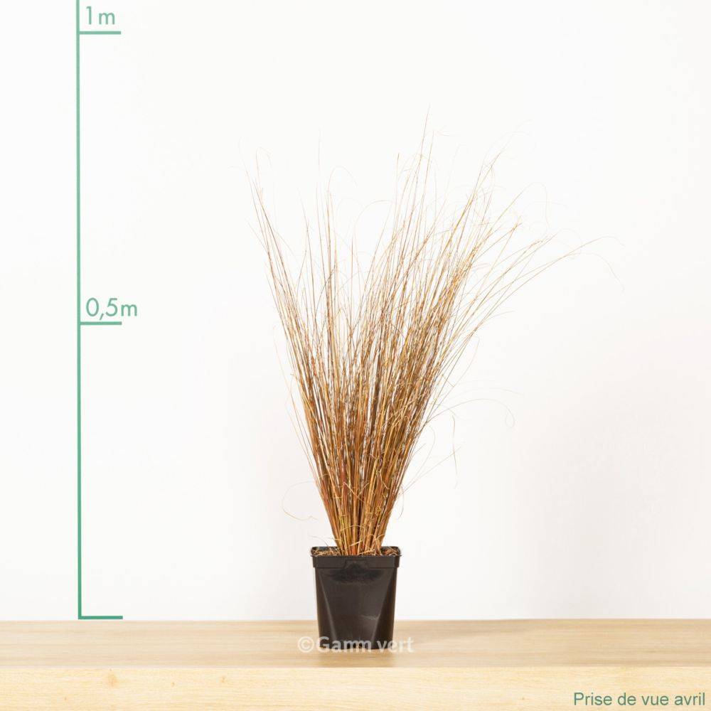 Carex buchananii - Graminée Laîche - Image 10