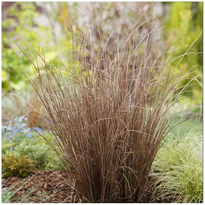 Carex buchananii - Graminée Laîche - Image 7