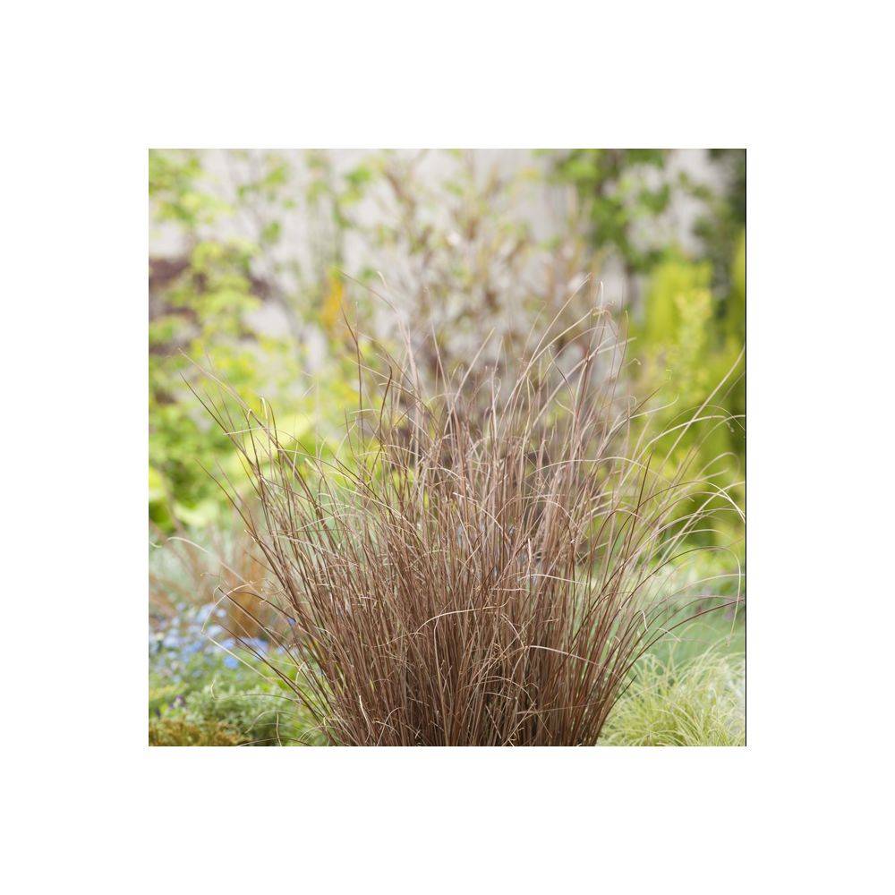 Carex buchananii - Graminée Laîche - Image 5