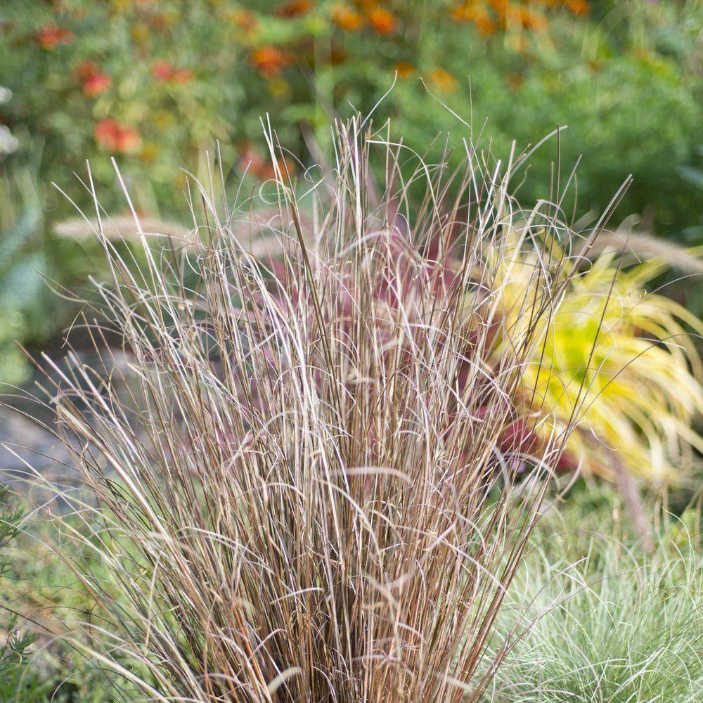 Carex buchananii - Graminée Laîche - Image 1