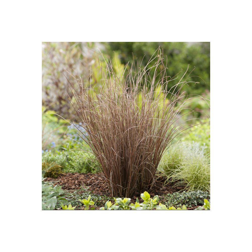 Carex buchananii - Graminée Laîche - Image 4