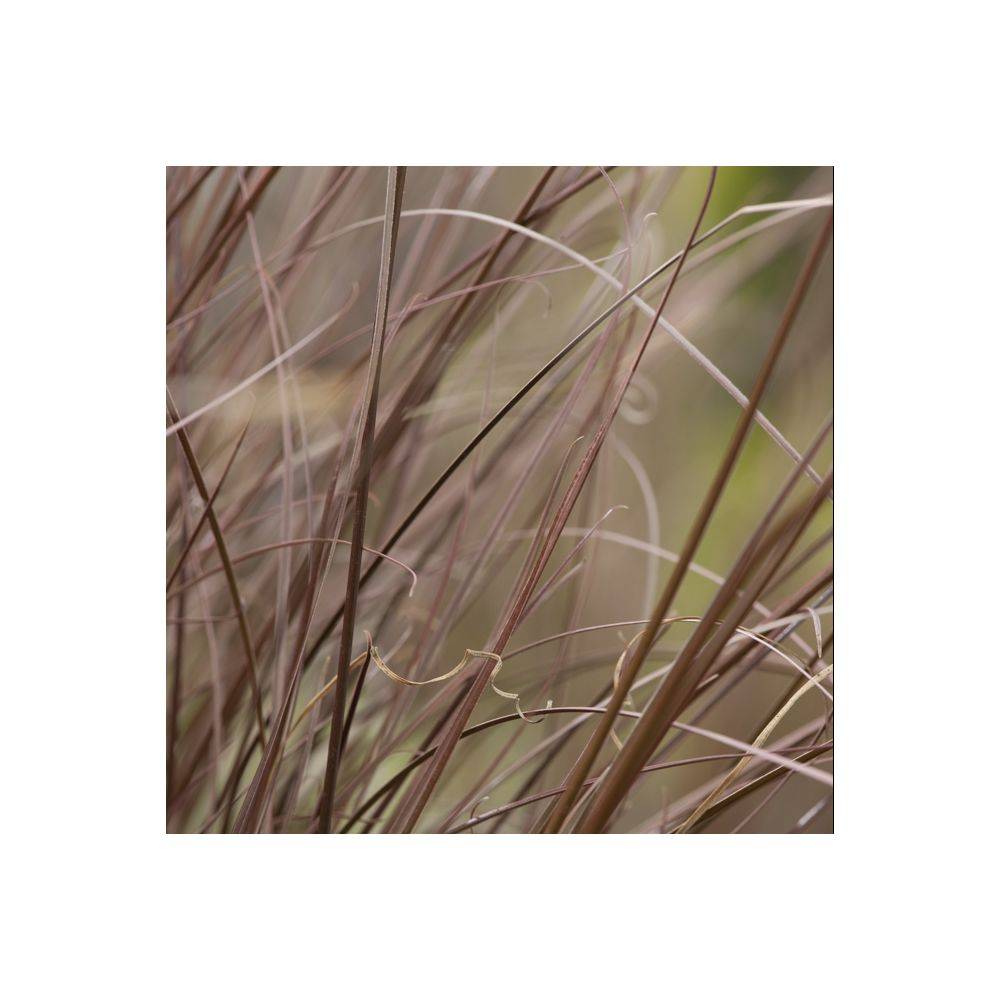 Carex buchananii - Graminée Laîche - Image 3
