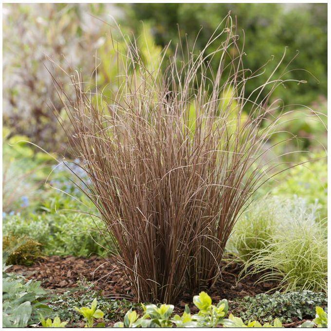Carex buchananii - Graminée Laîche - Image 13