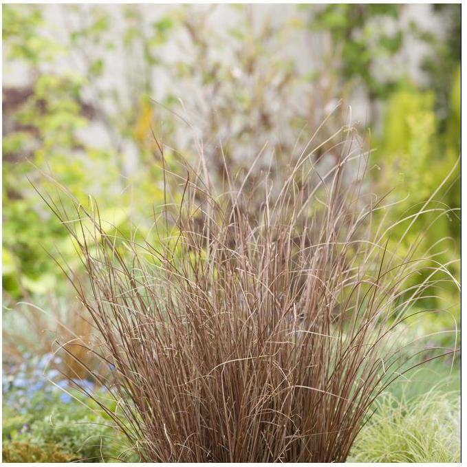 Carex buchananii - Graminée Laîche - Image 16