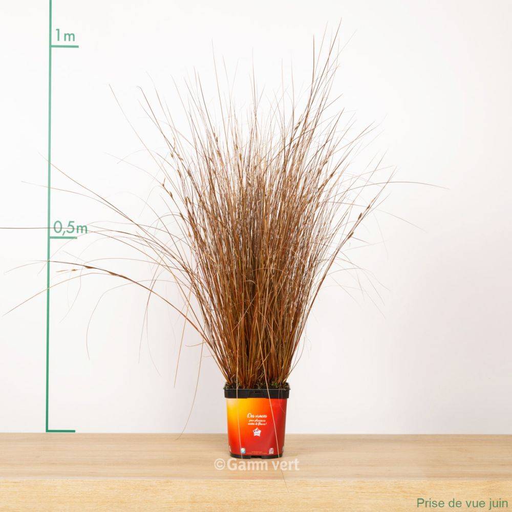 Carex buchananii - Graminée Laîche - Image 12