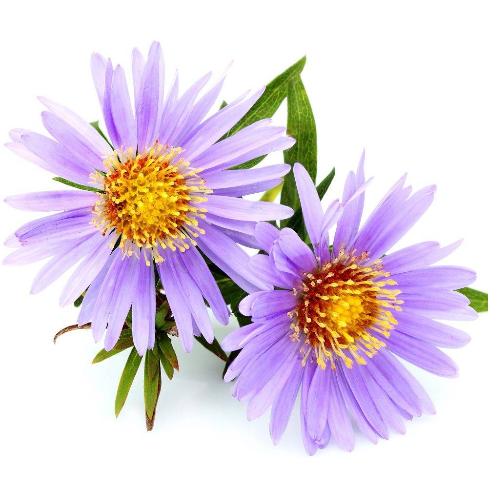 Aster novi-belgii 'Lady In Blue' - Image 2