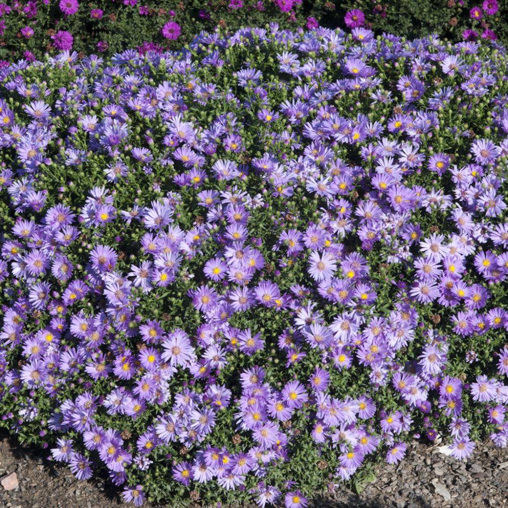 Aster novi-belgii 'Lady In Blue' - Image 3