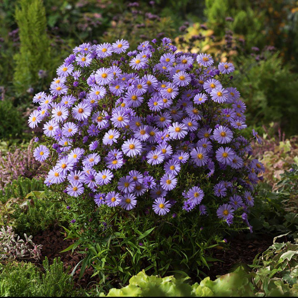 Aster novi-belgii 'Lady In Blue' - Image 4