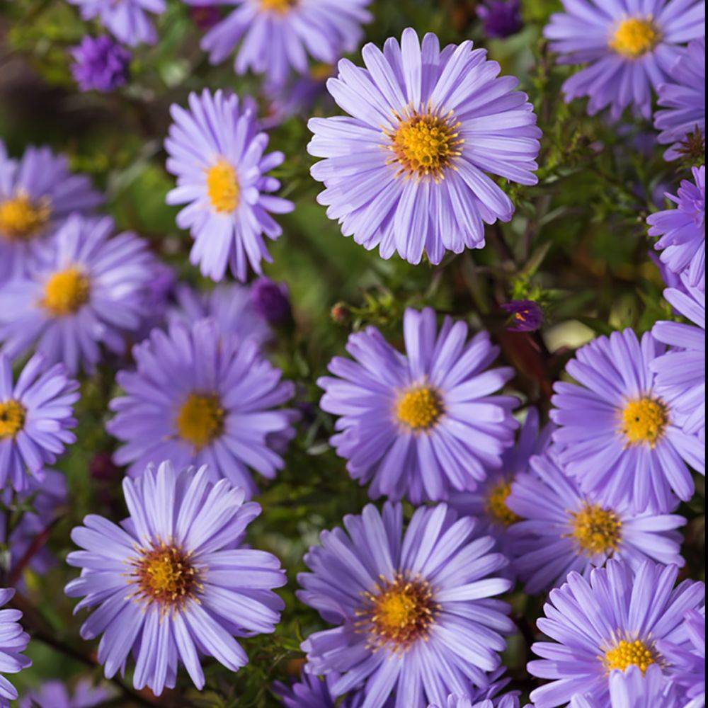 Aster novi-belgii 'Lady In Blue' - Image 1