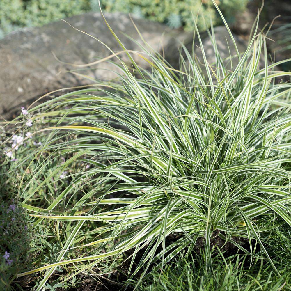Carex oshimensis 'Everest' - Graminée Laîche d'Oshima 'Everest' - Image 3