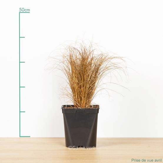 Carex comans 'Bronze Form' - Graminée Laîche - Image 5