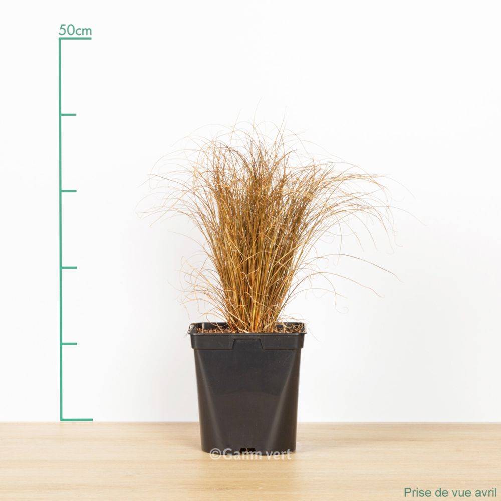 Carex comans 'Bronze Form' - Graminée Laîche - Image 5