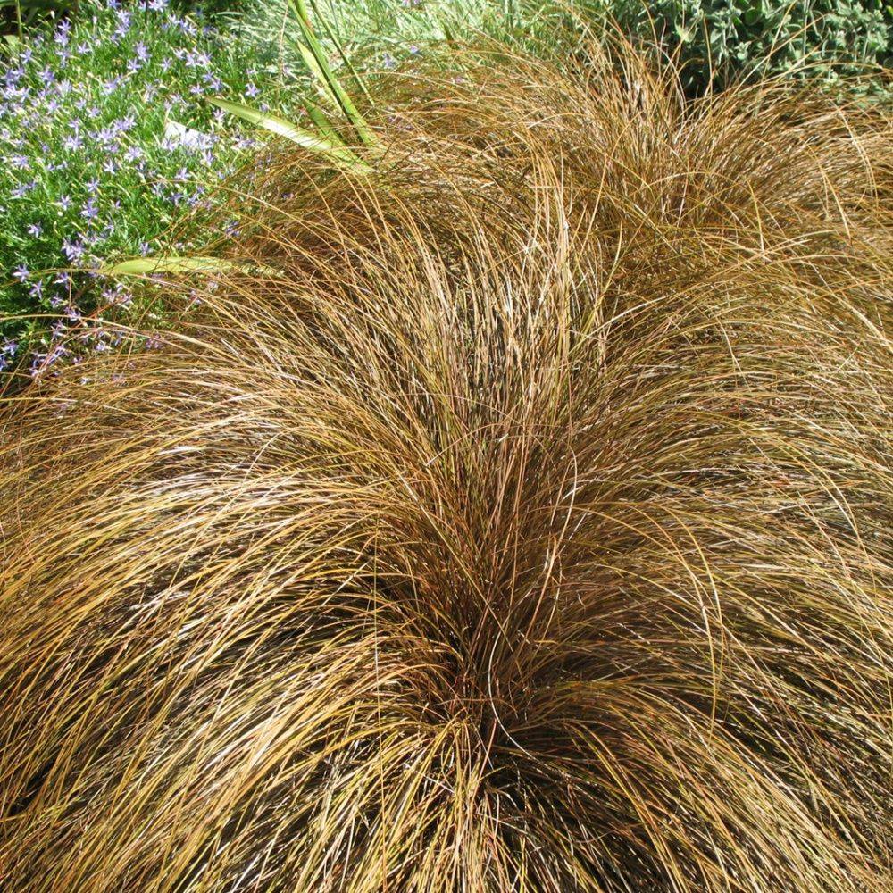 Carex comans 'Bronze Form' - Graminée Laîche - Image 3