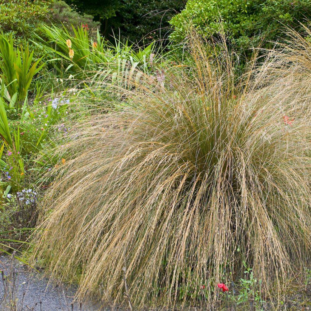 Carex comans 'Bronze Form' - Graminée Laîche - Image 6