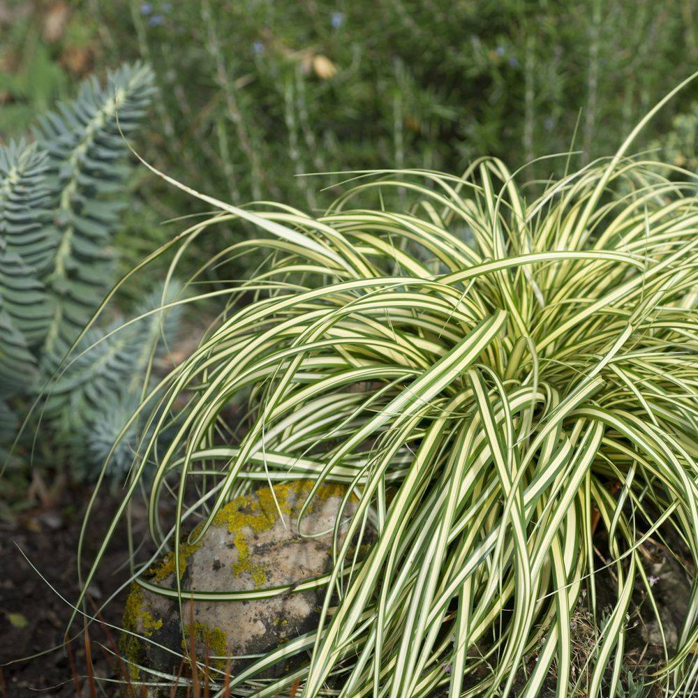 Carex oshimensis 'Evergold' - Graminée Laîche japonaise - Image 7