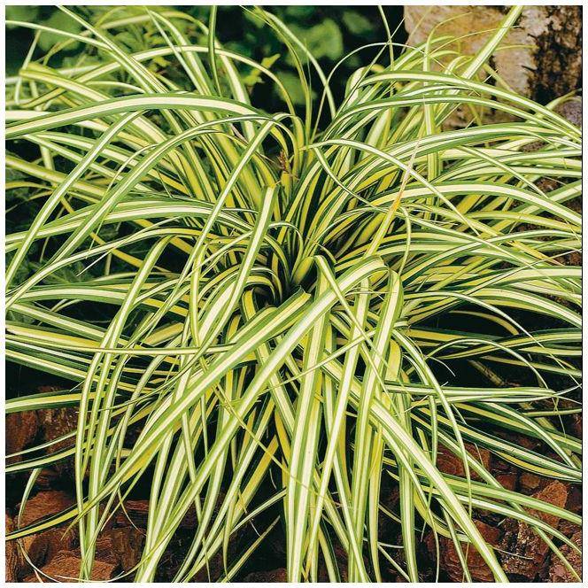Carex oshimensis 'Evergold' - Graminée Laîche japonaise - Image 6