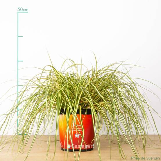 Carex oshimensis 'Evergold' - Graminée Laîche japonaise - Image 5
