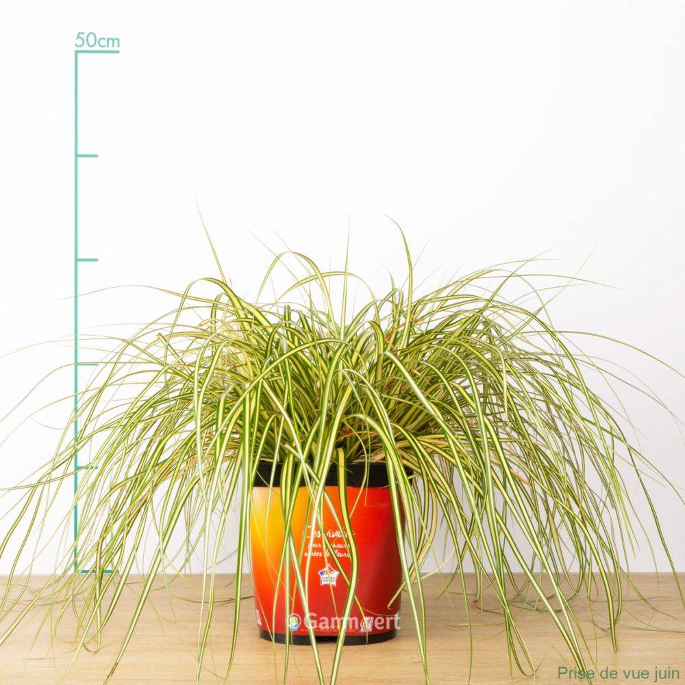 Carex oshimensis 'Evergold' - Graminée Laîche japonaise - Image 5