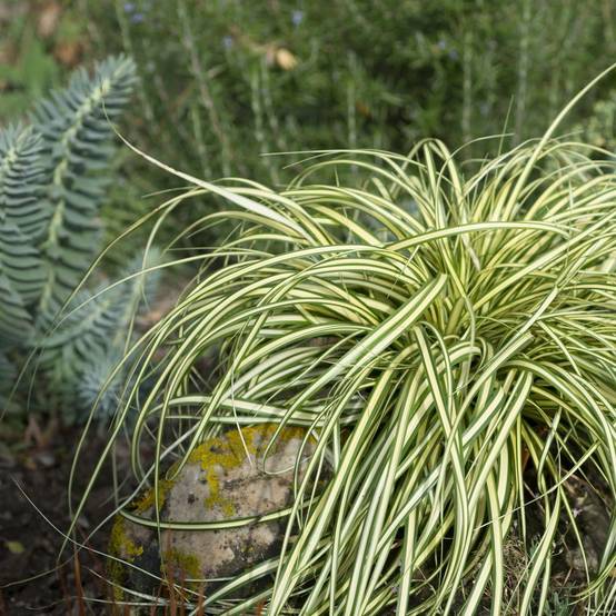 Carex oshimensis 'Evergold' - Graminée Laîche japonaise - Image 3