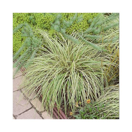 Carex oshimensis 'Evergold' - Graminée Laîche japonaise - Image 4