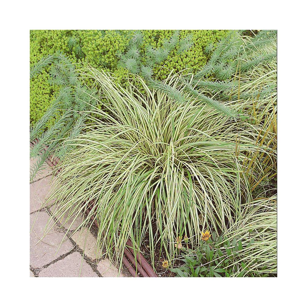 Carex oshimensis 'Evergold' - Graminée Laîche japonaise - Image 4