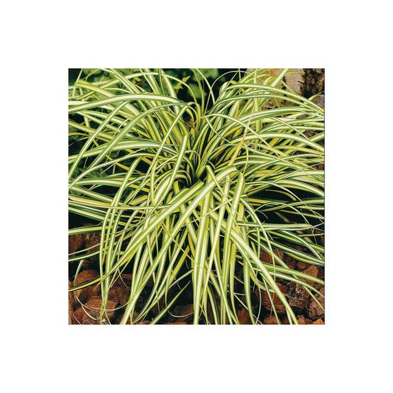 Carex oshimensis 'Evergold' - Graminée Laîche japonaise - Image 1