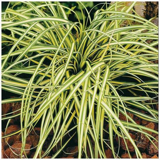 Carex oshimensis 'Evergold' - Graminée Laîche japonaise - Image 9