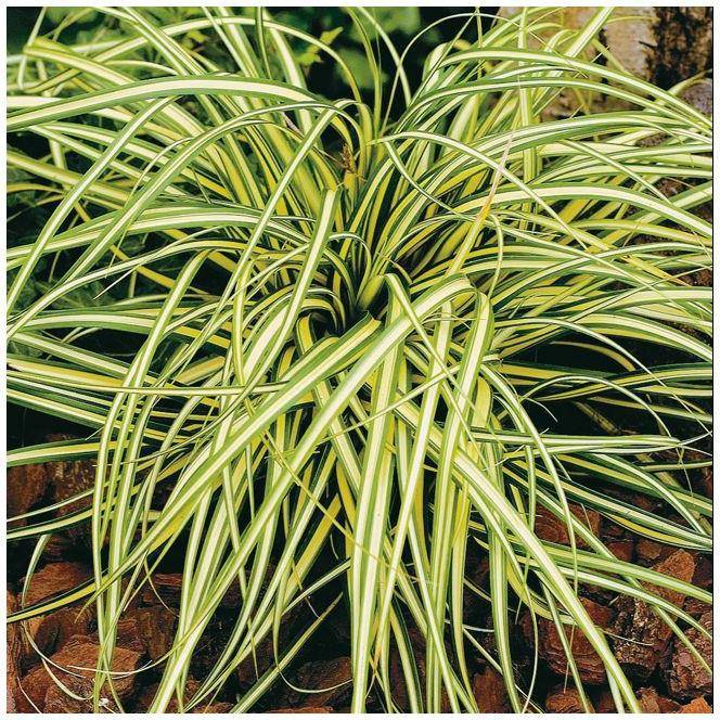 Carex oshimensis 'Evergold' - Graminée Laîche japonaise - Image 9