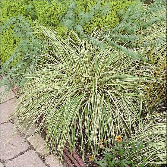Carex oshimensis 'Evergold' - Graminée Laîche japonaise - Image 10
