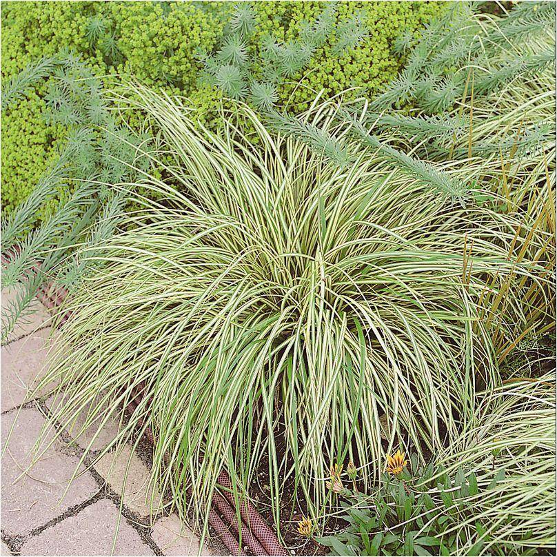 Carex oshimensis 'Evergold' - Graminée Laîche japonaise - Image 10