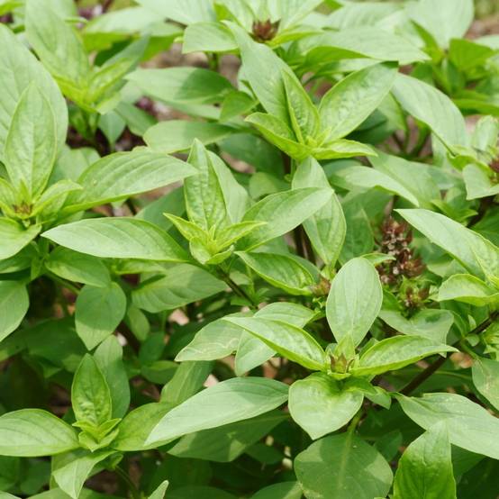 Basilic thai - Prêt à consommer - Image 3