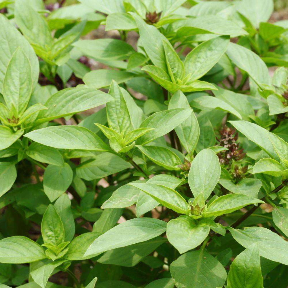 Basilic thai - Prêt à consommer - Image 4