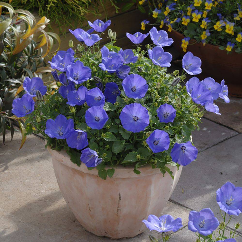 Campanula carpatica 'Blue' - Campanule - Image 2