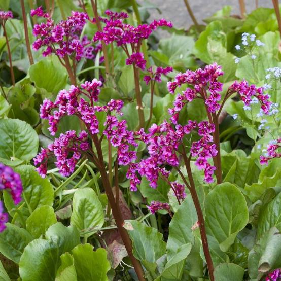 Bergenia 'Abendglut' - Plante des savetiers - Image 1