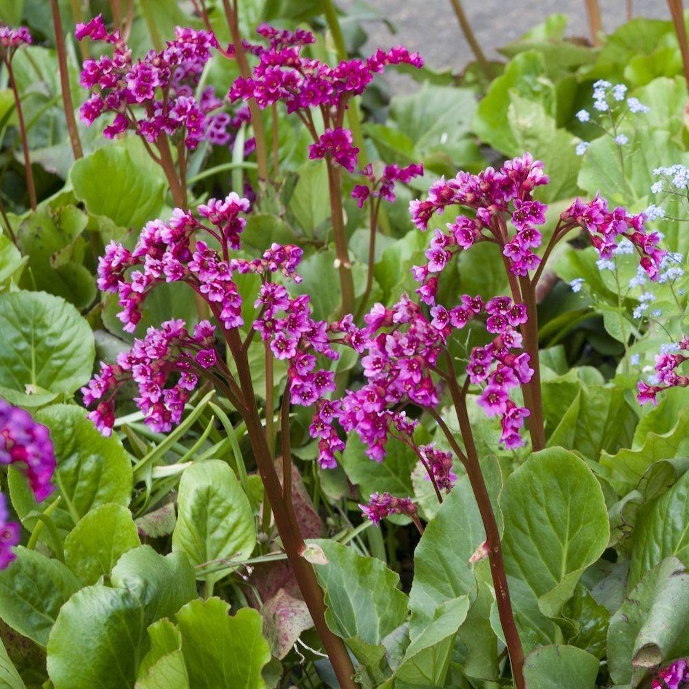 Bergenia 'Abendglut' - Plante des savetiers - Image 1