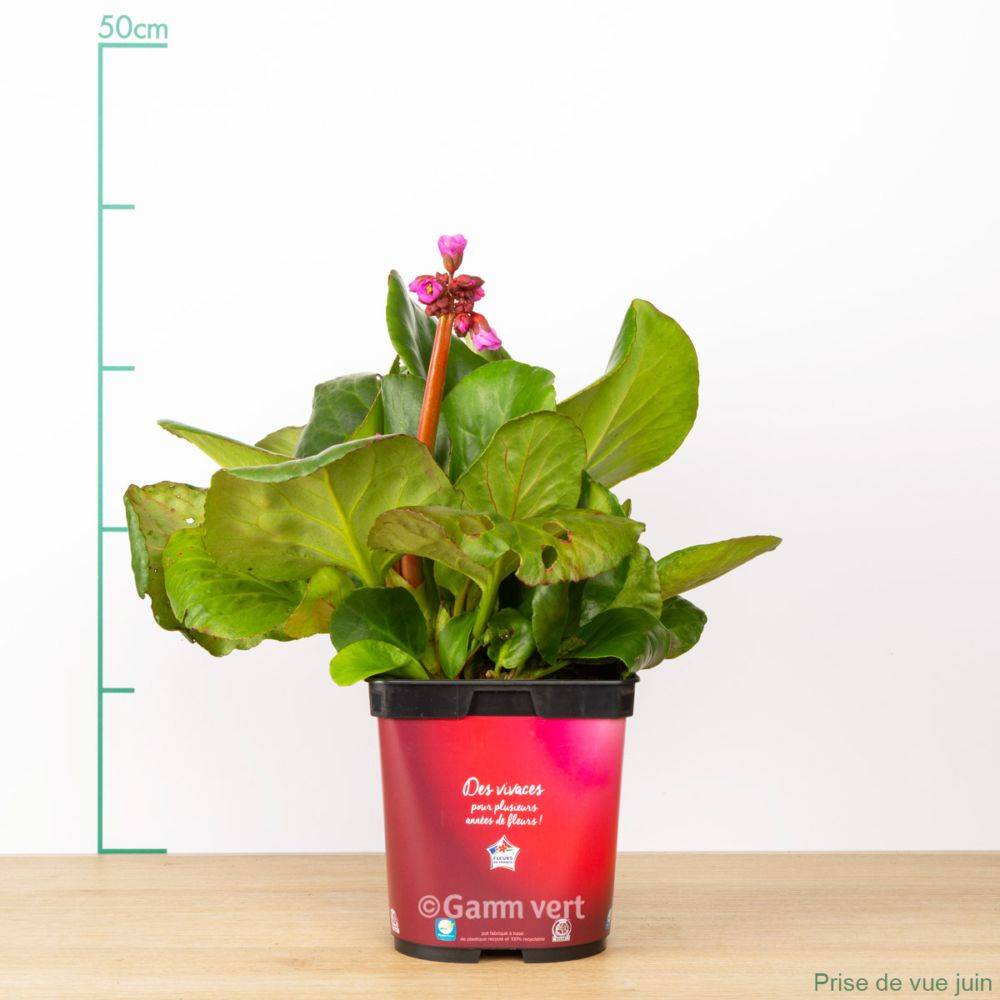 Bergenia 'Abendglut' - Plante des savetiers - Image 5