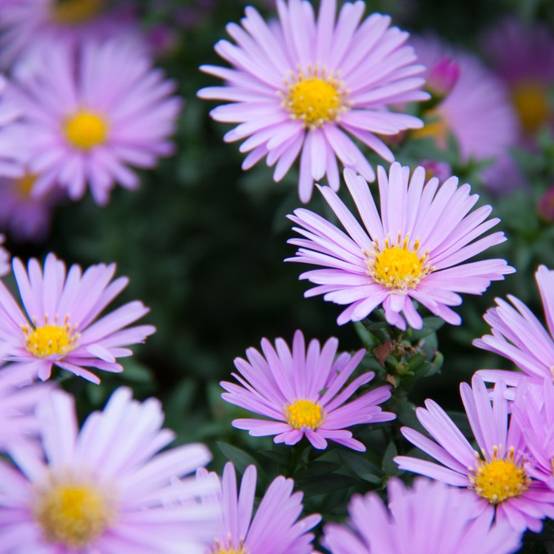 Aster alpinus 'Happy End' - Image 2