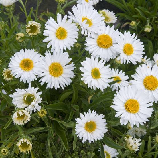 Aster alpinus 'Albus'