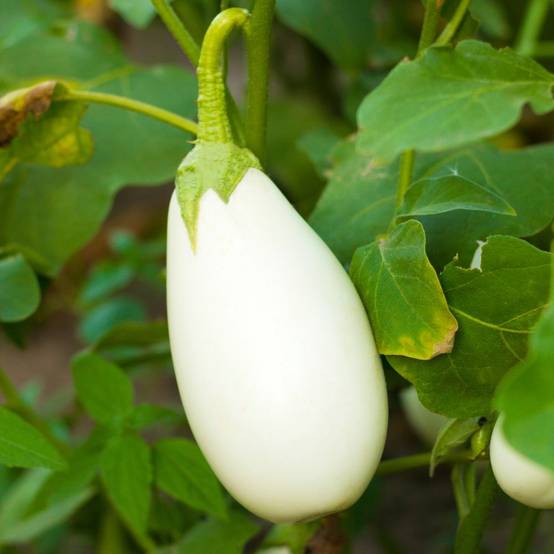 Aubergine 'Clara' - Image 1