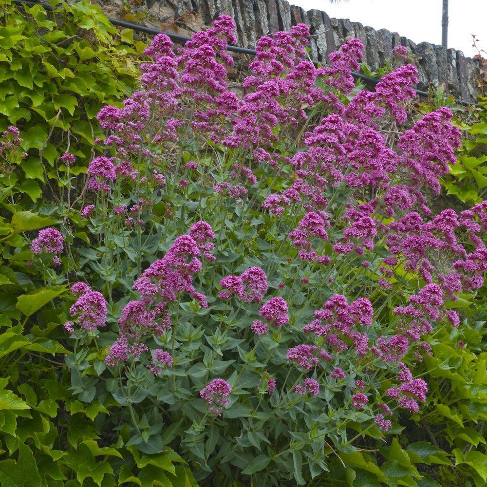 Centranthus ruber 'Coccineus' - Valériane